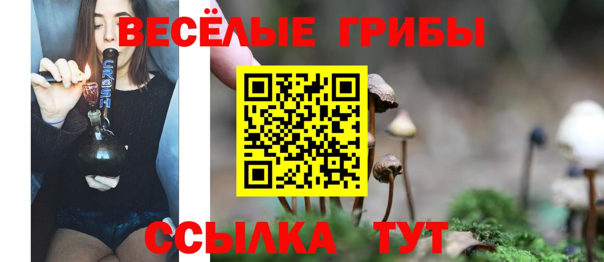 Псилоцибиновые грибы Psilocybe Барнаул
