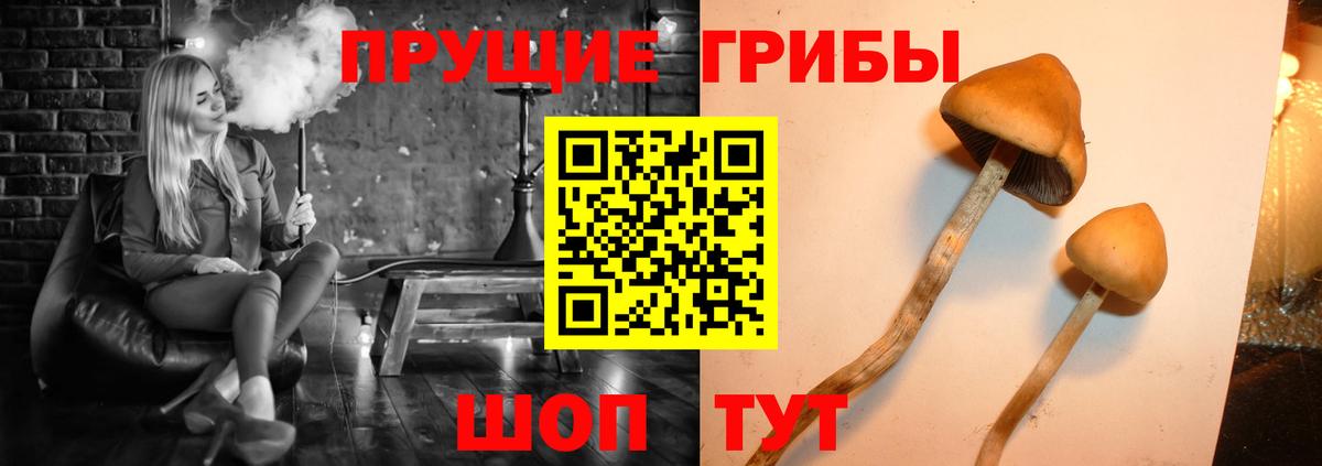 Псилоцибиновые грибы GOLDEN TEACHER Барнаул